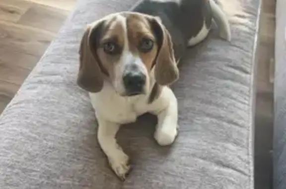 Missing dog Camdenton, photo: Lost Tricolored Beagle in Camdenton