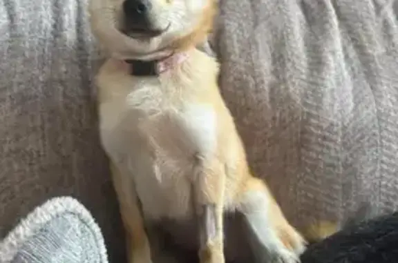 Missing dog Camdenton, photo: Lost: Tan & White Pomeranian-Pug Mix