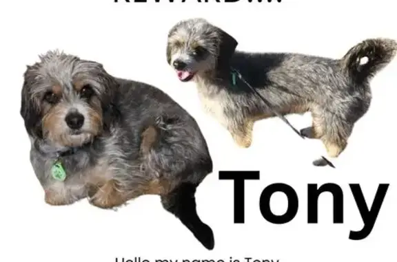 Lost Dog: Black/Brown, White Markings