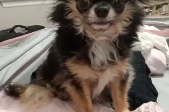 Lost Chihuahua: Seen on Casteel Rd!