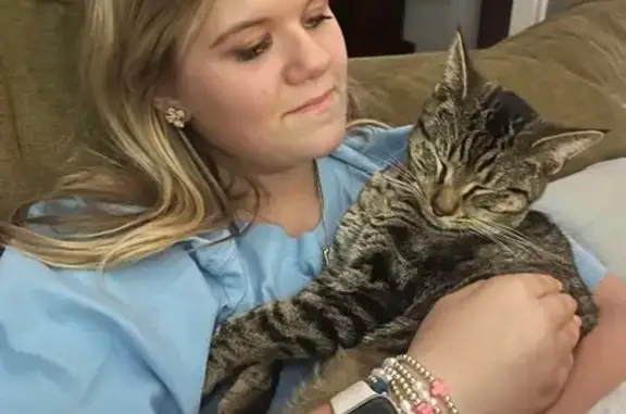 Lost Bobtail Cat: Grey & Black in Gadsden