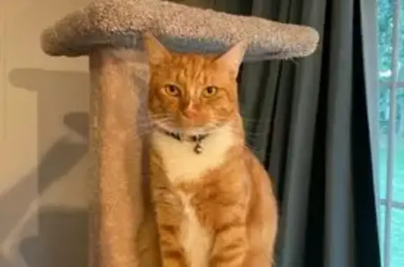 Missing cat Mint Hill, photo: Lost Orange & White Cat: Mint Hill Alert