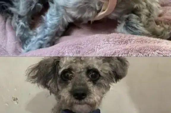 ¡Perros Perdidos! Cachorros French-Chihuahua