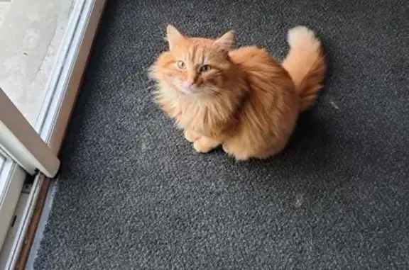 Chat roux aux yeux noirs perdu à Caulnes - photo