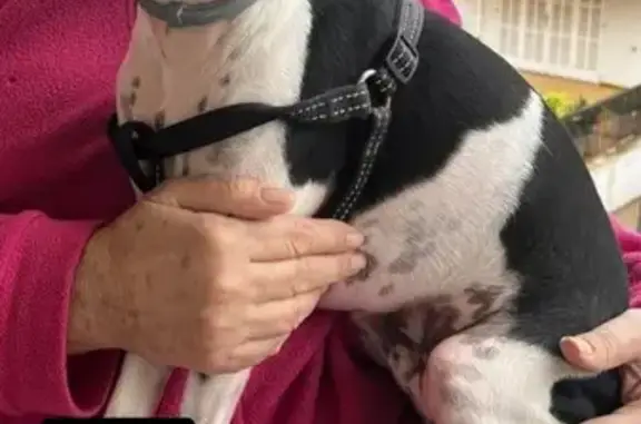 Perro encontrado Inca, foto: Perro Perdido en Inca: Ratero Cariñoso