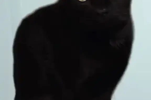 Missing cat Wallingford Center, photo: Lost Black Cat Faith in Wallingford