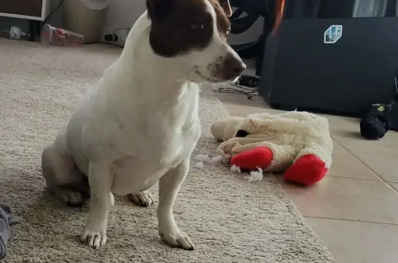 Found dog Russellville, photo: Found: Sweet Terrier with Brown Spots