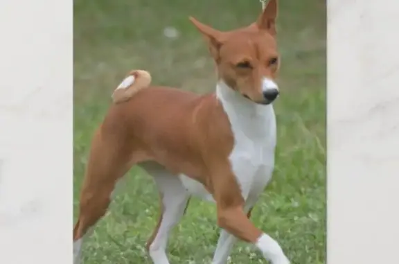 Lost Dog Spotted: Dorchester & 1st/3rd St.