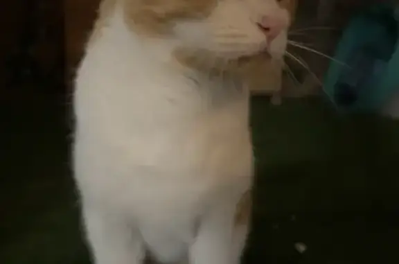 Animaux trouvés Nîmes, photo: Chat blanc et roux trouvé à Nîmes