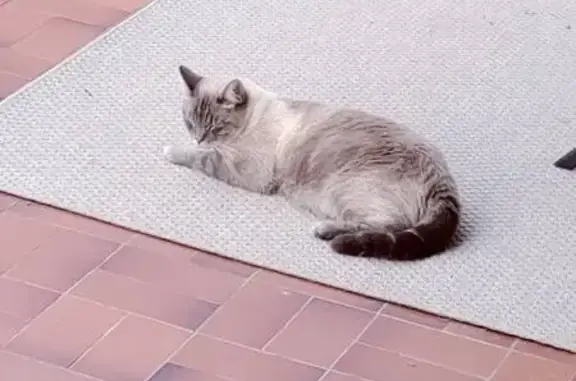 Chat perdu Montauban : yeux bleus, craintif - photo