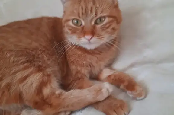 Зникла руденька кішка Лася, Хмельницький