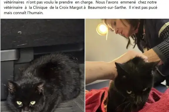 Animaux trouvés Saint-Saturnin, photo: Chat noir trouvé Rue de Villeneuve