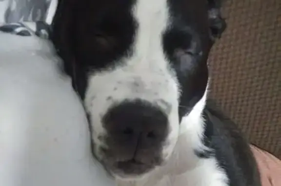 Lost Dog Near Wolf & 7th, Syracuse