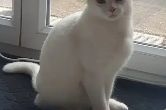 Animaux perdus Saint-Dizier, photo: Chat perdu : blanc, 2 ans, Saint-Dizier