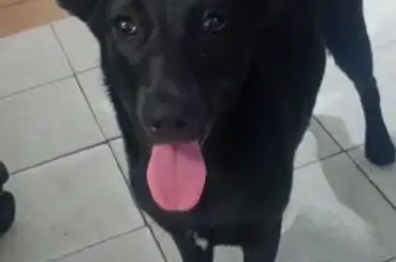 cachorro desaparecida