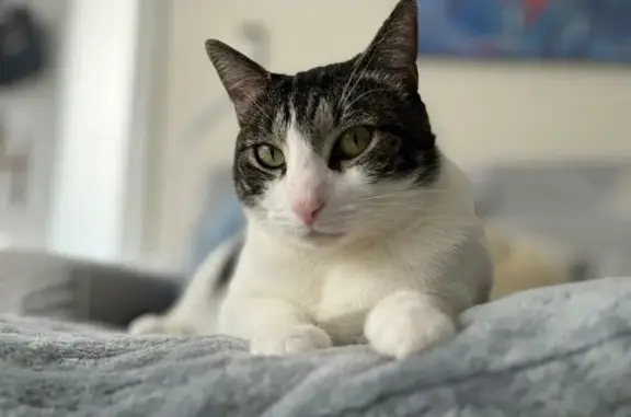 Lost Large Tabby Cat: Black & White, Canterbury