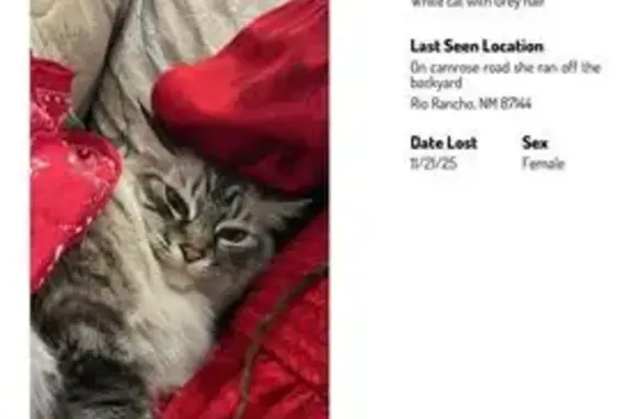 Lost White & Grey Cat: Camrose Rd NE