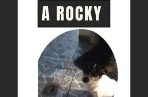 Animales perdidos , foto: Perro perdido: Blanco y negro, 13 años en Ixtapaluca