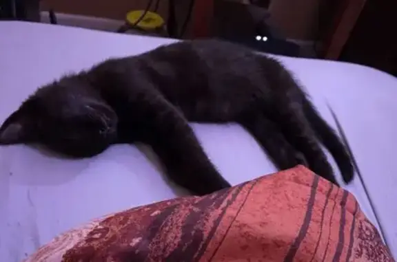 Missing cat Allen Park, photo: Lost Cat: Black with Sunlit Stripes