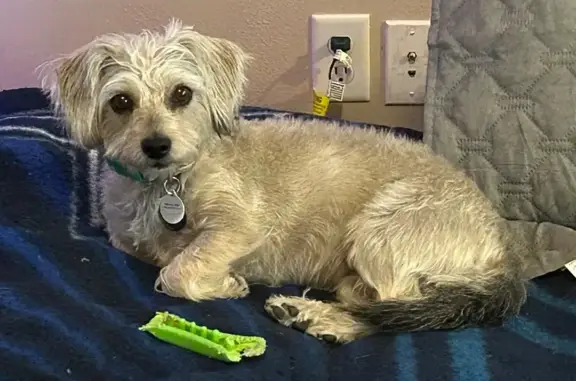 Lost Silver Terrier Mix in Heber City