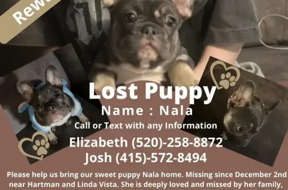 Lost Dog: Dark Grey & Tan in Tucson