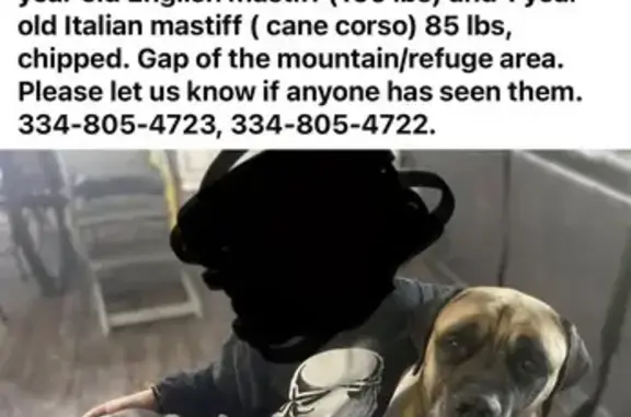 Lost Mastiffs: Tan & Brindle in Clanton