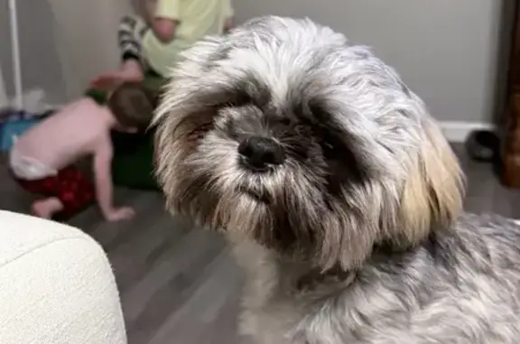 Lost Sweet 10lb Dog in Albertville