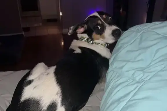 Missing dog Houston, photo: Lost Dog: White with Spots in Houston