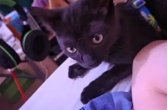 Lost Cat: Black with Sunlit Stripes