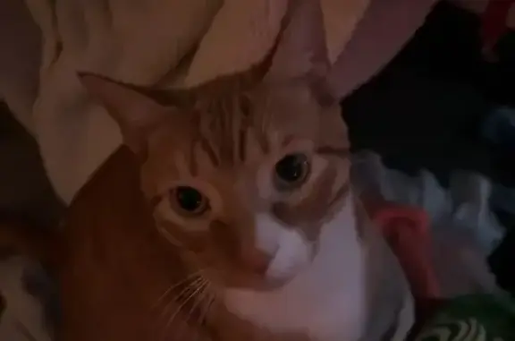 Lost Orange Tabby: Teddy in Cedar Park
