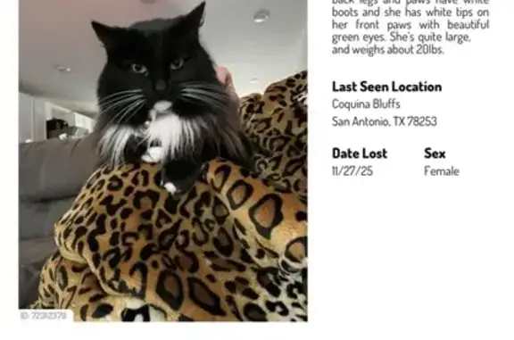 Help Find Ruby: Lost Cat in San Antonio