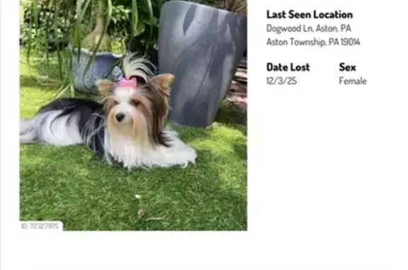 Lost Biewer Terrier: Lingling in Aston, PA