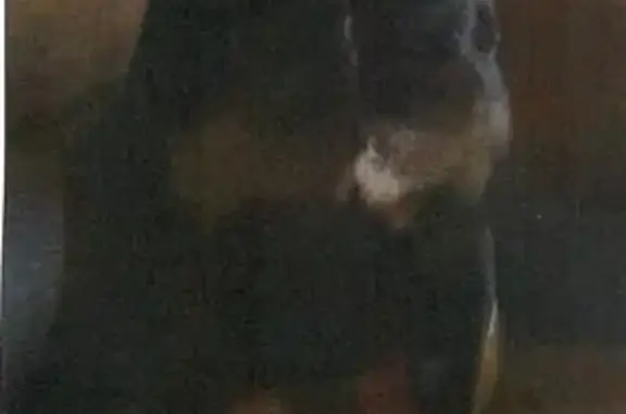 Lost Dog Near South 177th Place, Burien