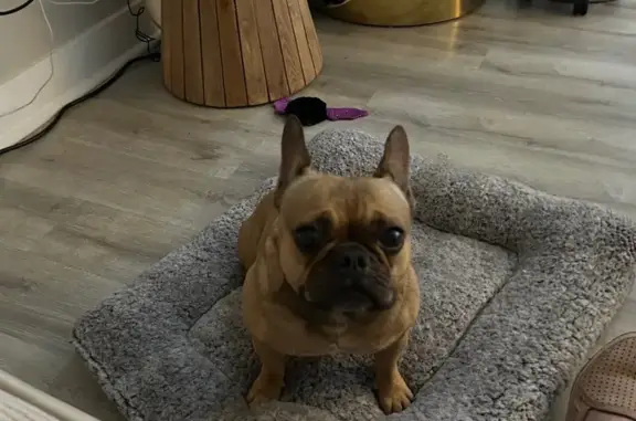 Found dog Costa Mesa, photo: Found Dog on Fair Drive, Costa Mesa