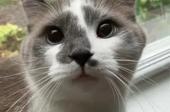 Lost Gray & White Cat: Blue Eyes, Red Collar