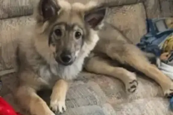 Lost Dog on Arpin Richfield Road