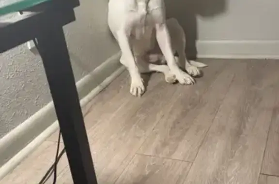 Lost Dog: White, Brown Spots, Toledo