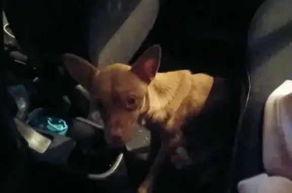 Perro Chihuahua Café Hallado e...