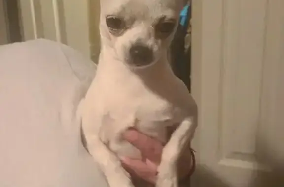 Missing dog Del City, photo: Lost Playful Pup: Help Us Find Him!