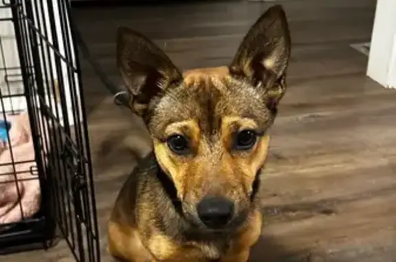 Missing dog Decatur, photo: Lost Dog: Buster, 15lb, Brown Collar