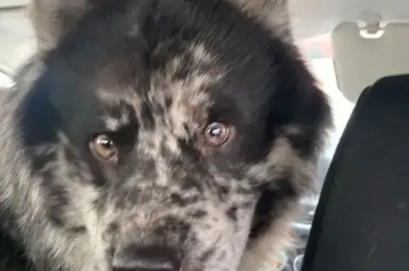 Lost Chow Mix: Freckled Nose, 4 Yrs Old