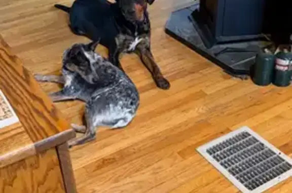 Lost Hound Mix Near East McKinley Rd