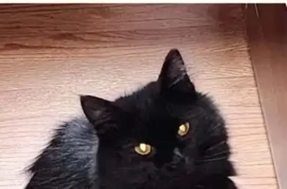 Lost Black Cat in Perry Hall: Help Find Her!