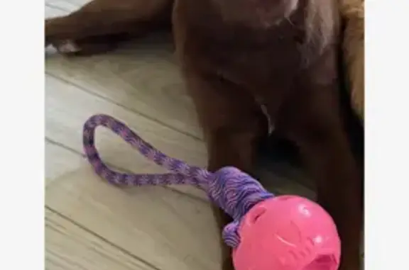 Missing Chocolate Lab on Post Oak Rd