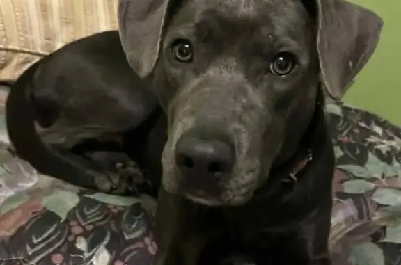 Lost Black Lab: Timid, 1-Year-Old, Cassopolis