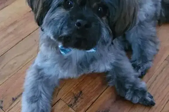 Lost Quiet Gray Dog on Gipson Street