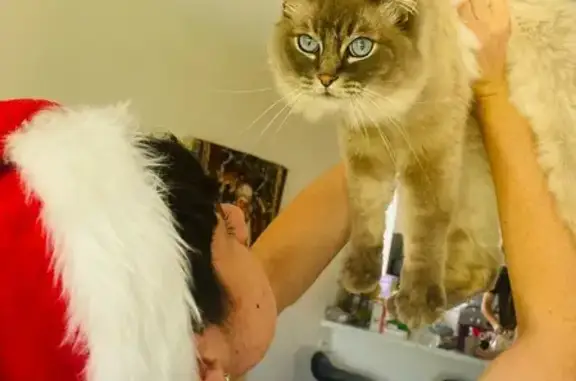 Lost Ragdoll Cat: Blue Eyes in Frankston