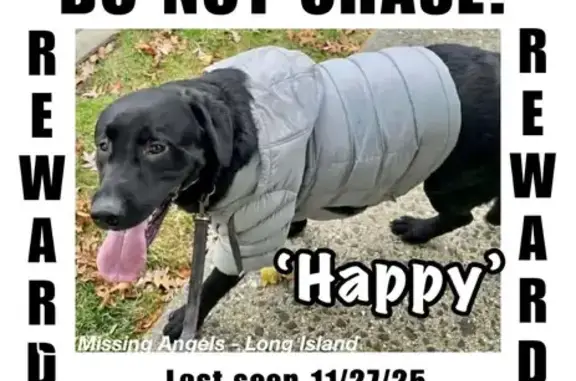 Missing dog North Merrick, photo: Lost Black Lab: Happy Needs Your Help!