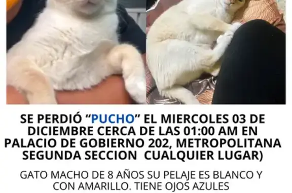 Animales perdidos , foto: Gato Blanco con Detalles Amarillos Perdido en Neza