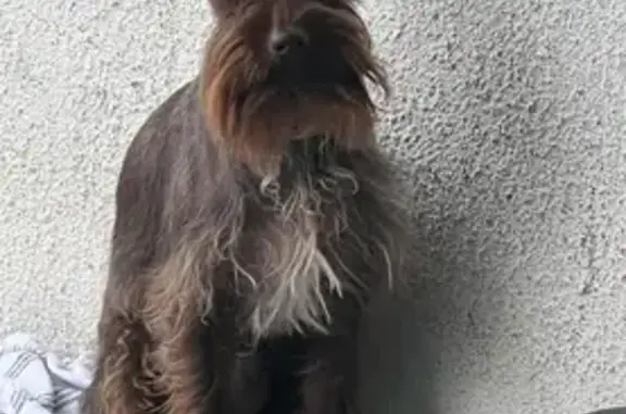 Missing dog Miami, photo: Lost Chocolate Brown Mini Schnauzer in Miami